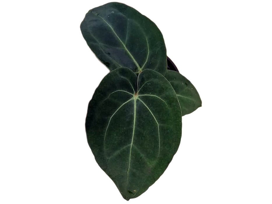 Anthurium Capibara x Anthurium Fantasy