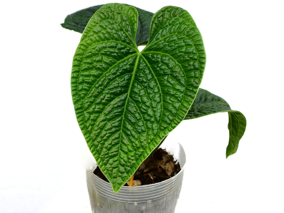 Anthurium Celestial Noir