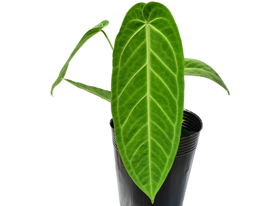 Anthurium Century queen