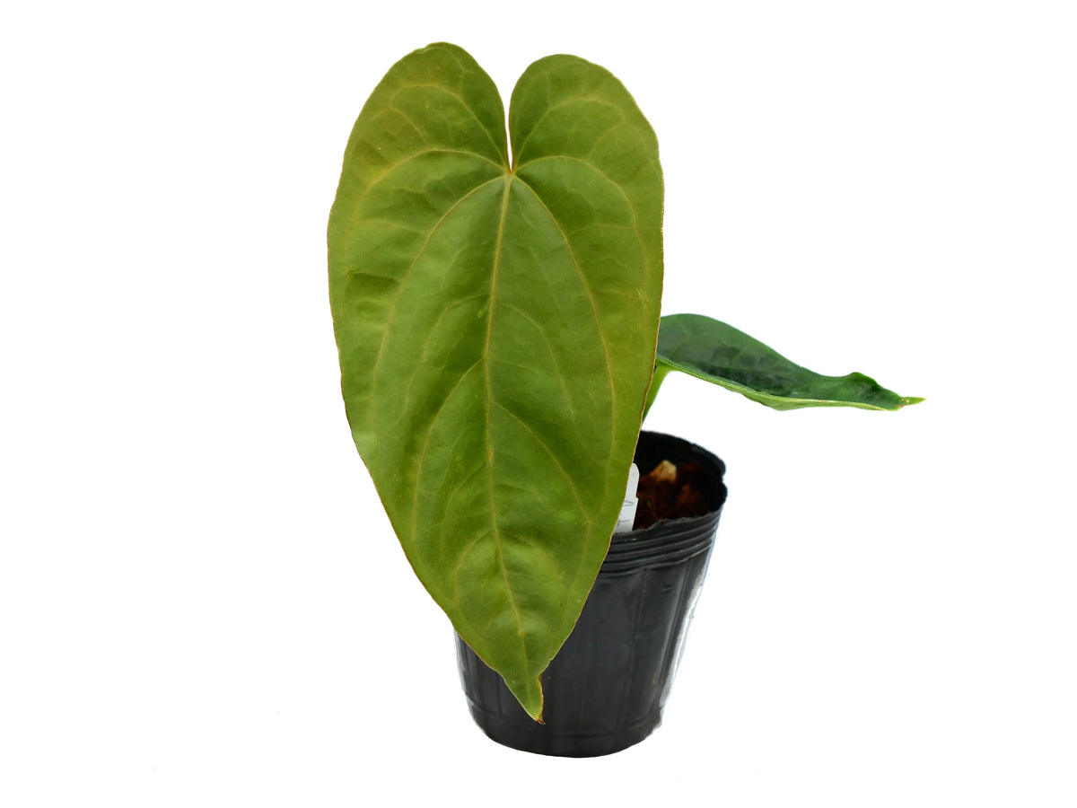 anthurium debile Anthurium Chameleon