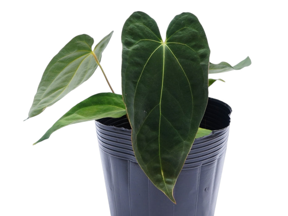 Anthurium Crystal Papillon