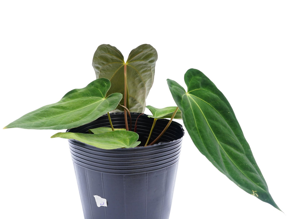 Anthurium Crystal Papillon