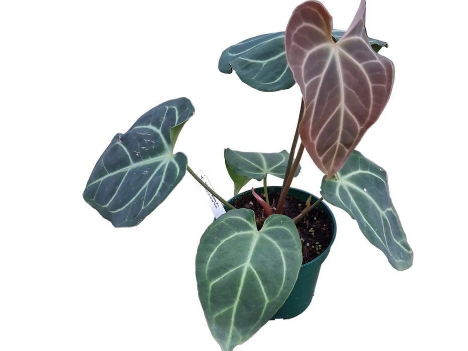 Anthurium Crystal's Flash (seedling)