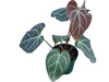 Anthurium Crystal's Flash