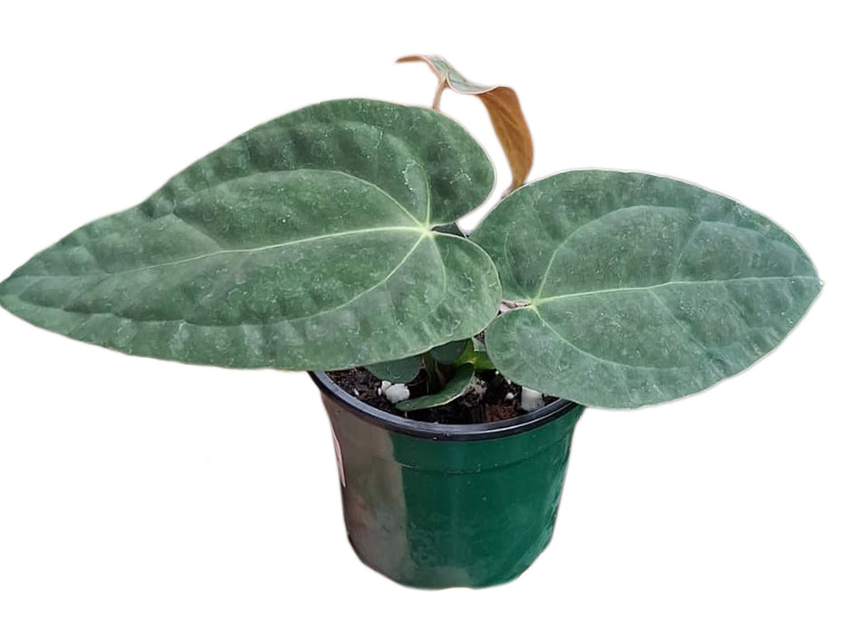 Anthurium Crystal Papillon 'Inverse crossing'