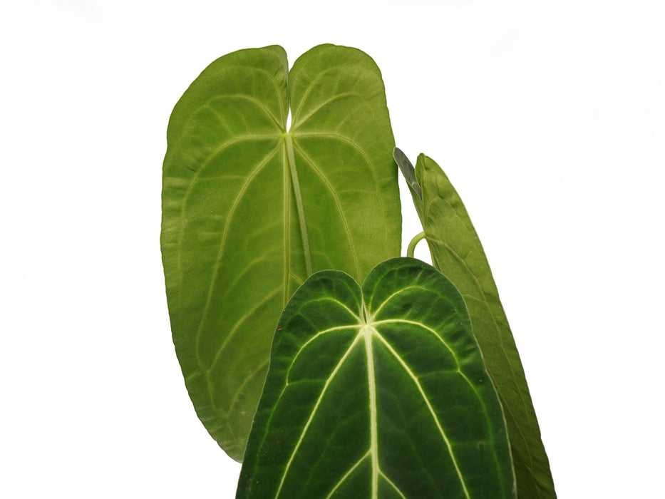 Anthurium Crystal Queen
