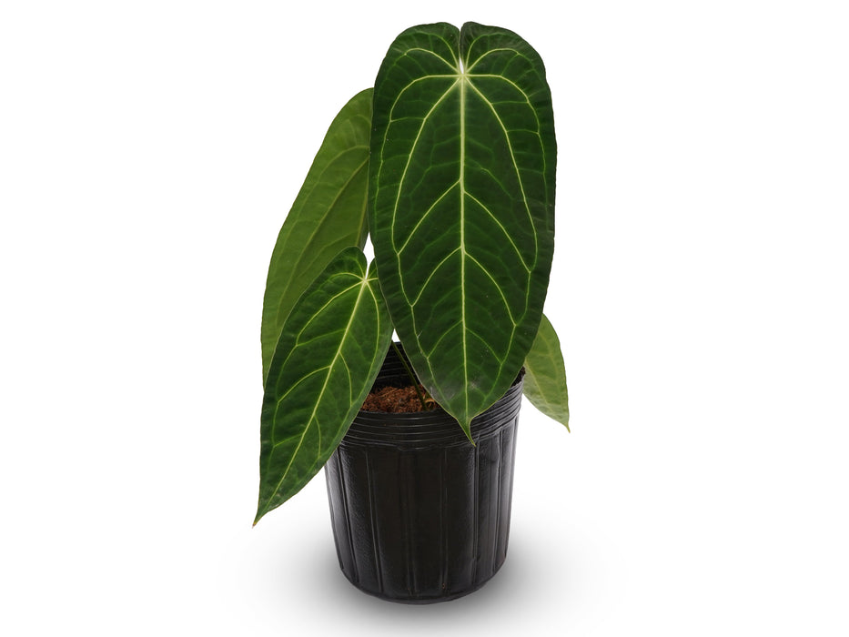 Anthurium Crystal Queen