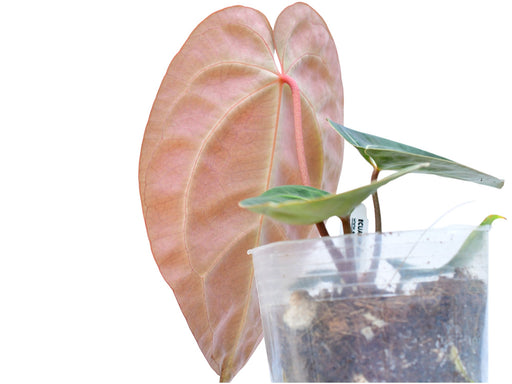 anthurium melano Anthurium Crystal Sky seedling