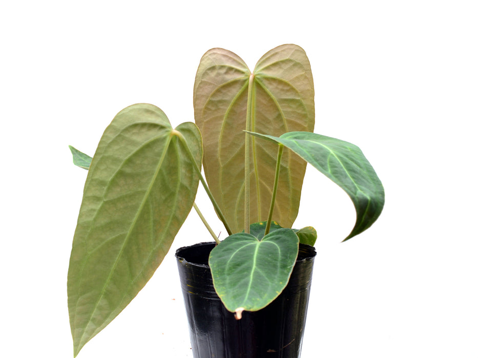 Anthurium Crystal Sky x Anthurium Cuyabeno soul (seedling)