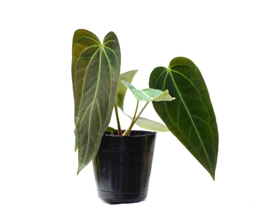 Anthurium Crystal Sky x Anthurium Cuyabeno soul (seedling)