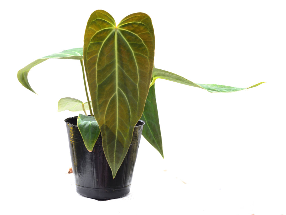 Anthurium Crystal Sky x Anthurium Cuyabeno soul (seedling)