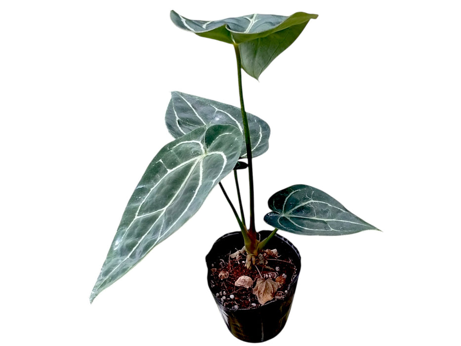 Anthurium Crystal Sky x Anthurium Silver Streak