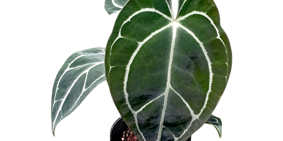 Anthurium Crystal Sky x Anthurium Silver Streak — Ecuagenera USA Corp