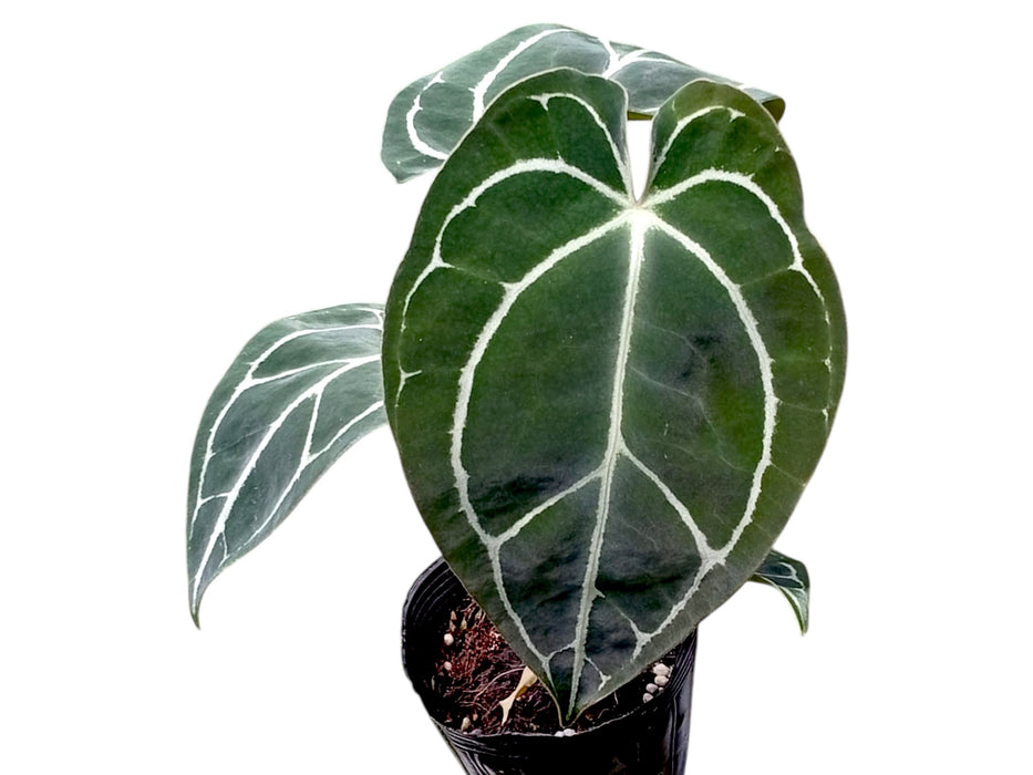 Anthurium Crystal Sky x Anthurium Silver Streak