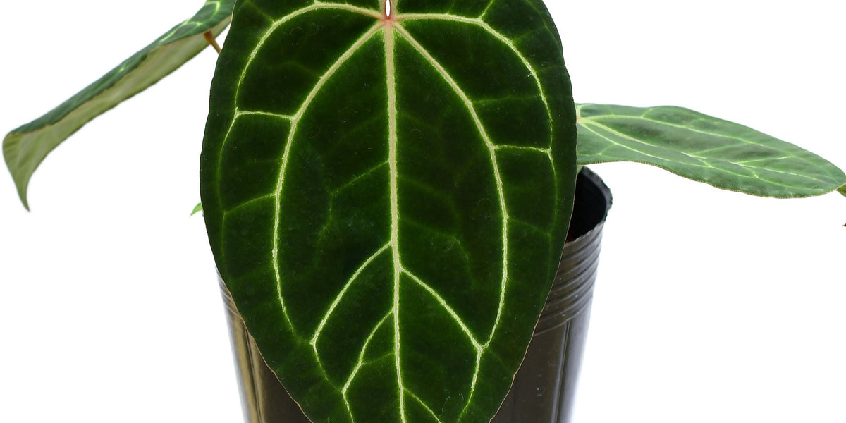 Anthurium Crystal Sky x Crystallinum - Enhanced White Veins