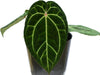Anthurium Ecuagenera Jewel