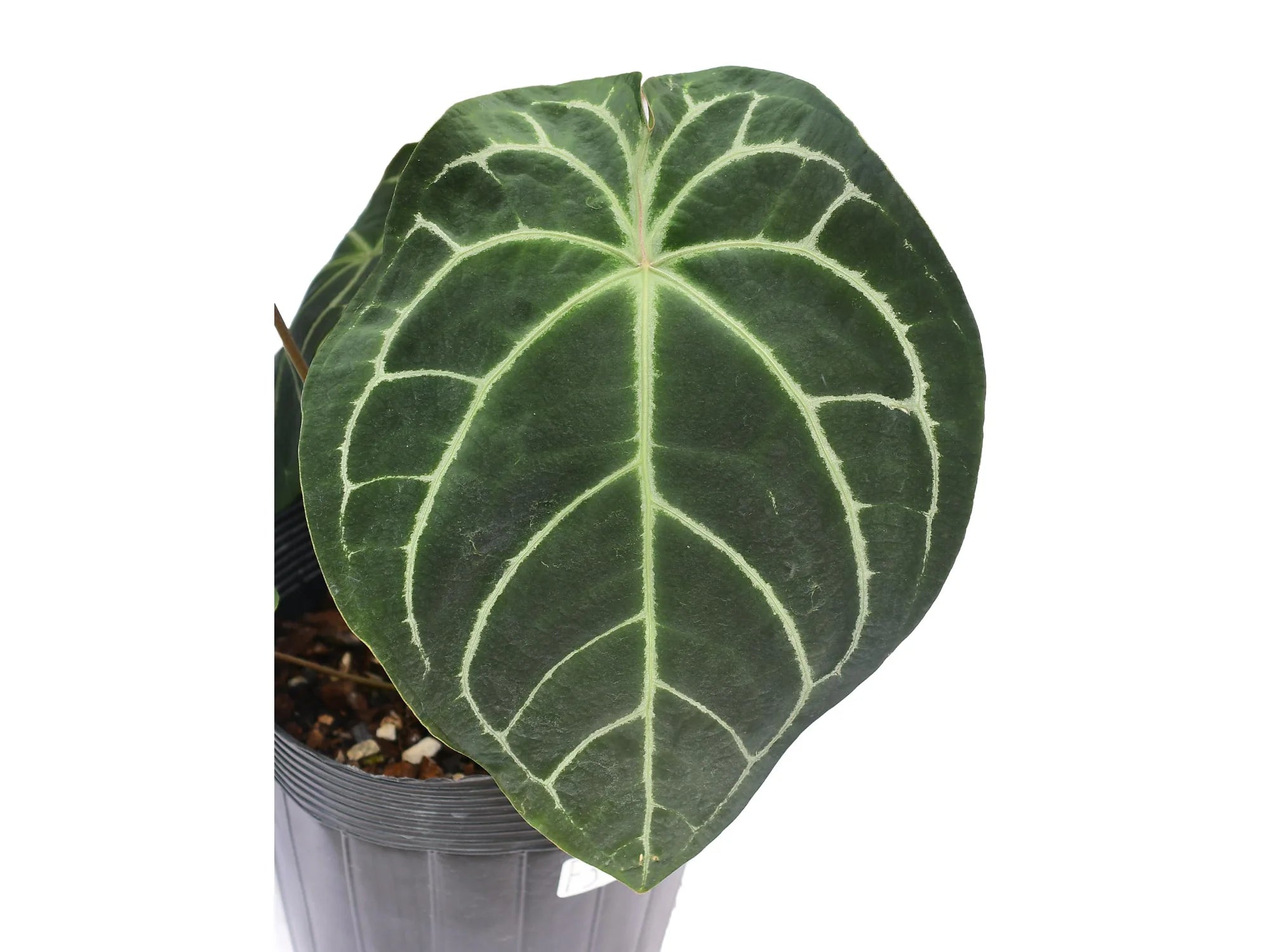 Anthurium Crystal Sky x Forgetii - White Veined Hybrid
