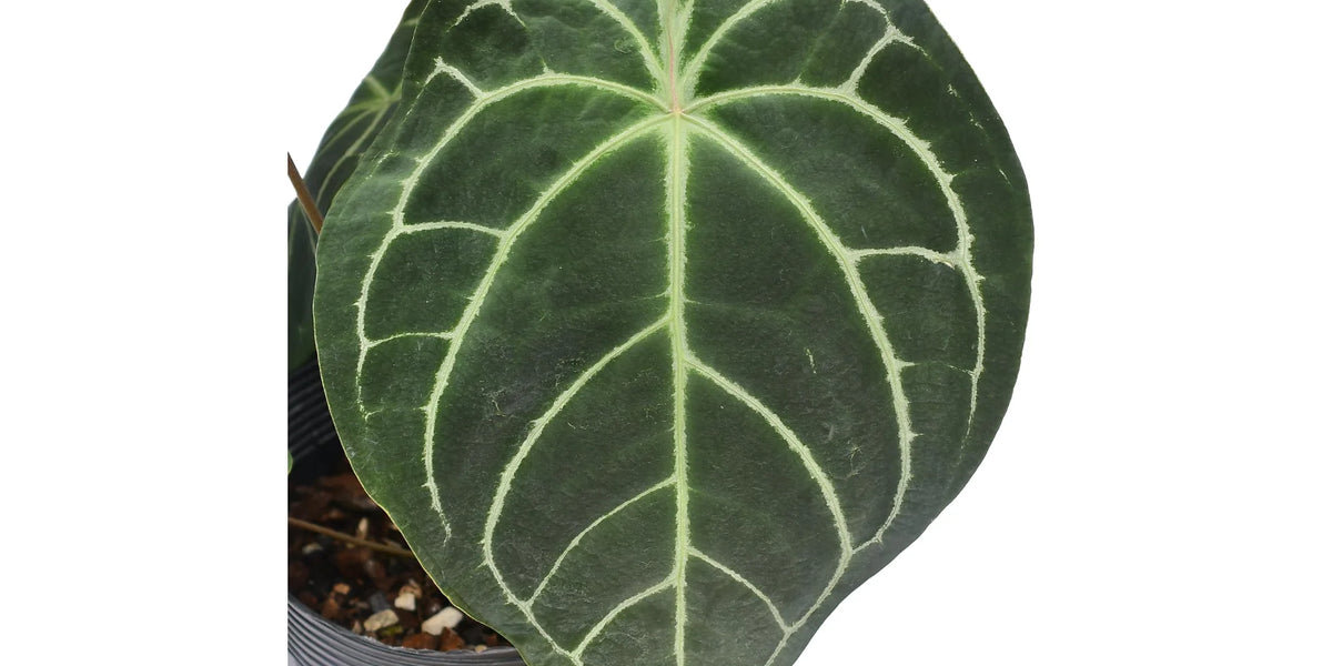 Anthurium Capibara
