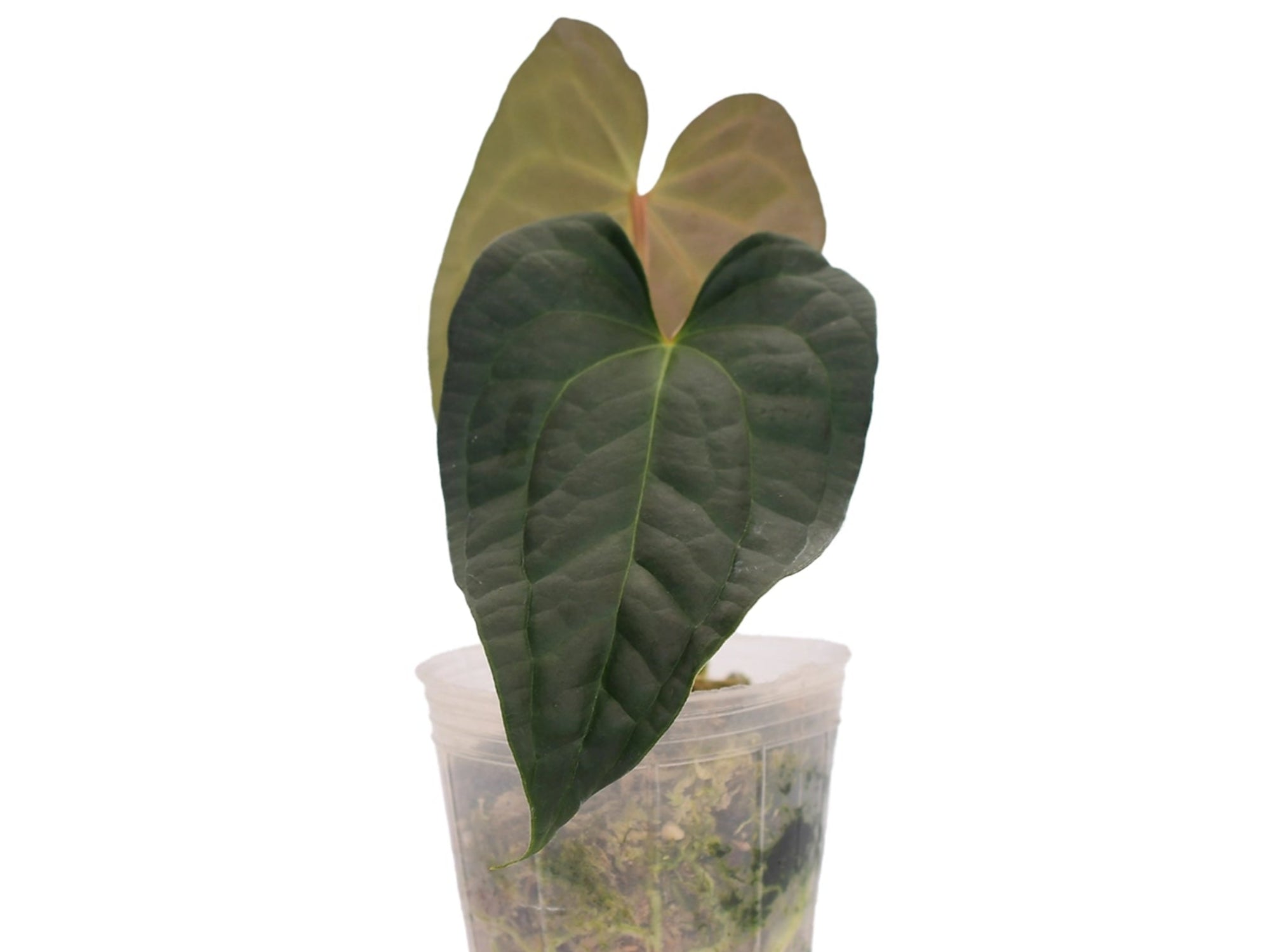 anthurium crystal sky Anthurium Flying High