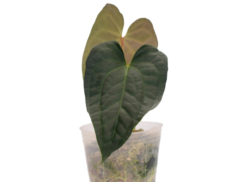 Anthurium Crystal Sky x Anthurium luxurians