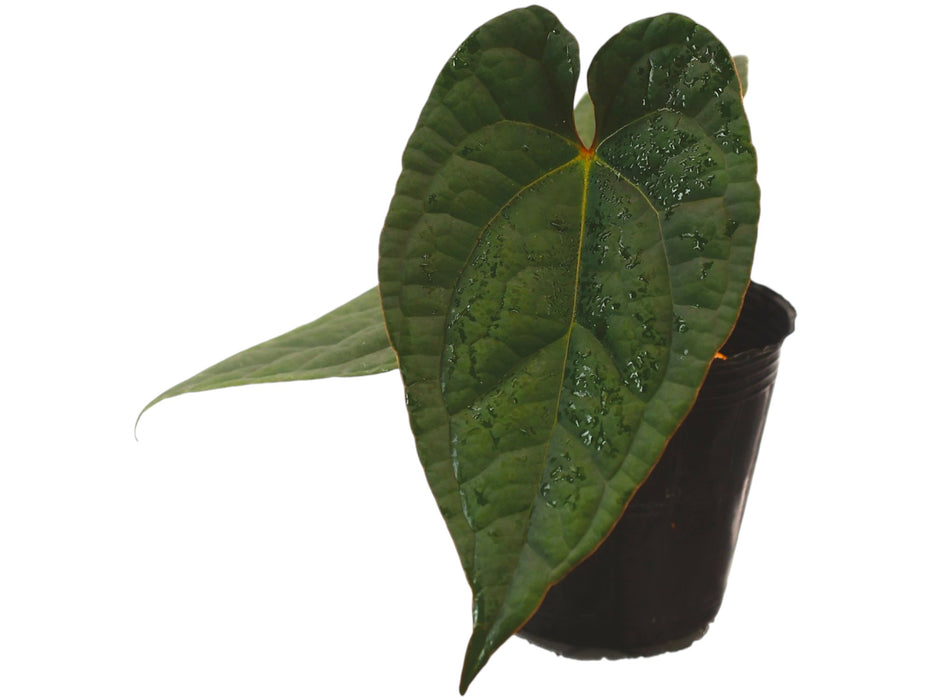 Anthurium Flying High (rec.)
