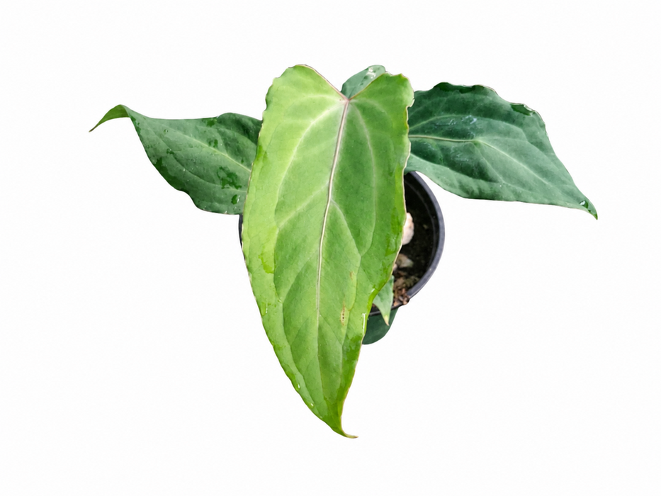Anthurium Cuyabeno Ghost (seedling)