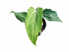 Anthurium Cuyabeno Ghost (seedling)