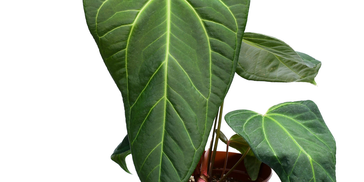 anthurium gigas Anthurium Cuyabeno Soul