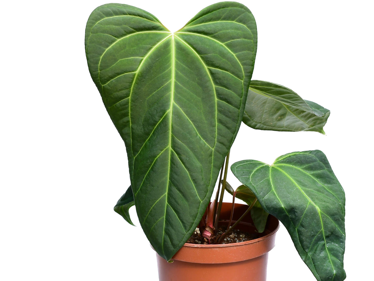 anthurium festino Anthurium Cuyabeno Soul