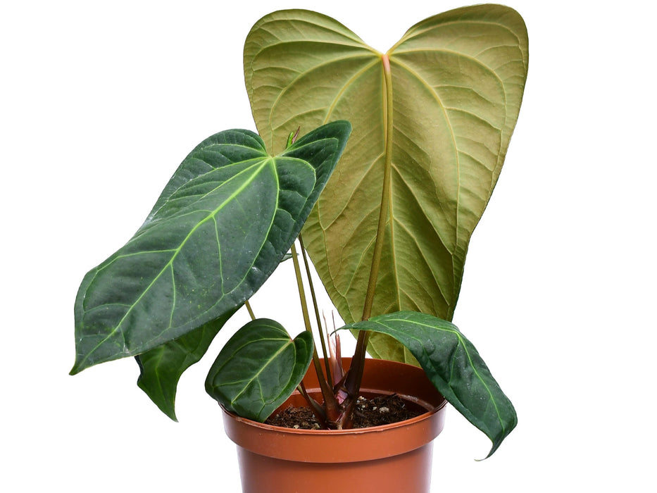 Anthurium Cuyabeno Soul