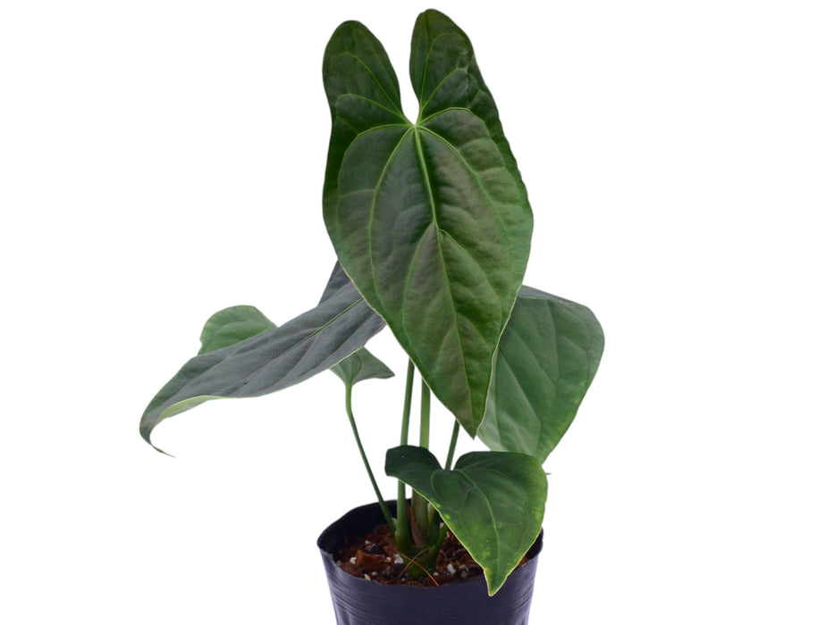 Anthurium Soul of the Andes