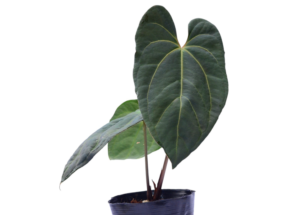 Anthurium Soul of the Andes (rec.)