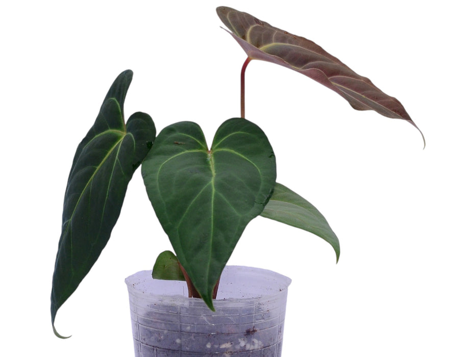 Anthurium Soul of Portilla