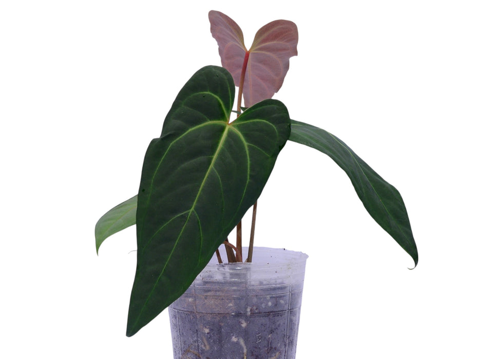 Anthurium Soul of Portilla