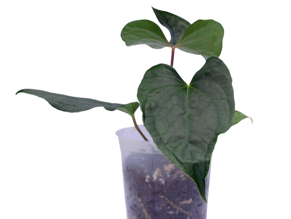Anthurium Jungle Of Cuyabeno