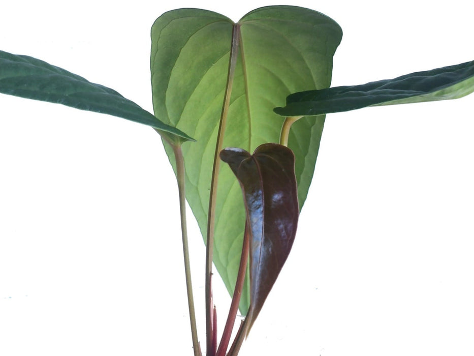 Anthurium The Moron's Soul