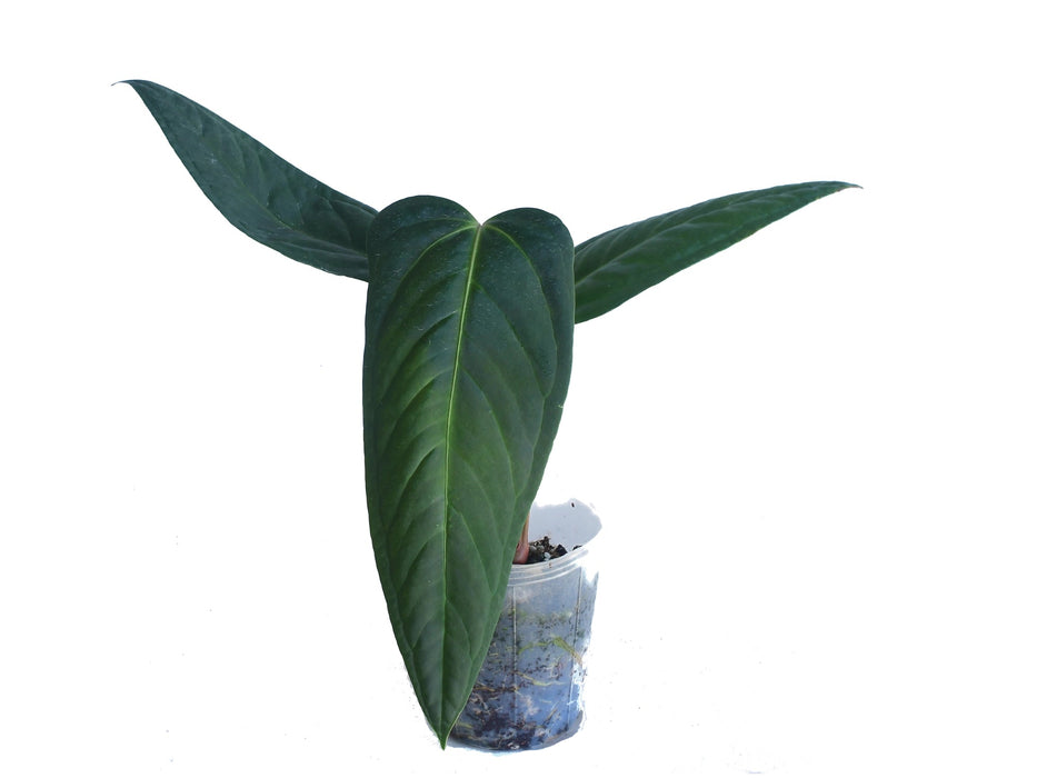 Anthurium The Moron's Soul