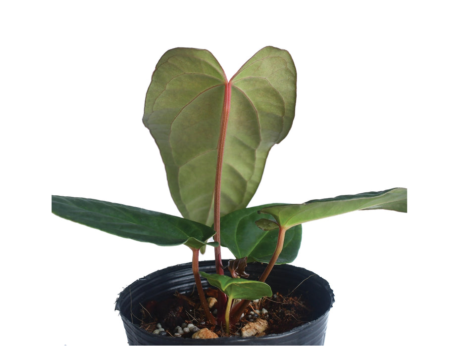 Anthurium Black Snake Soul