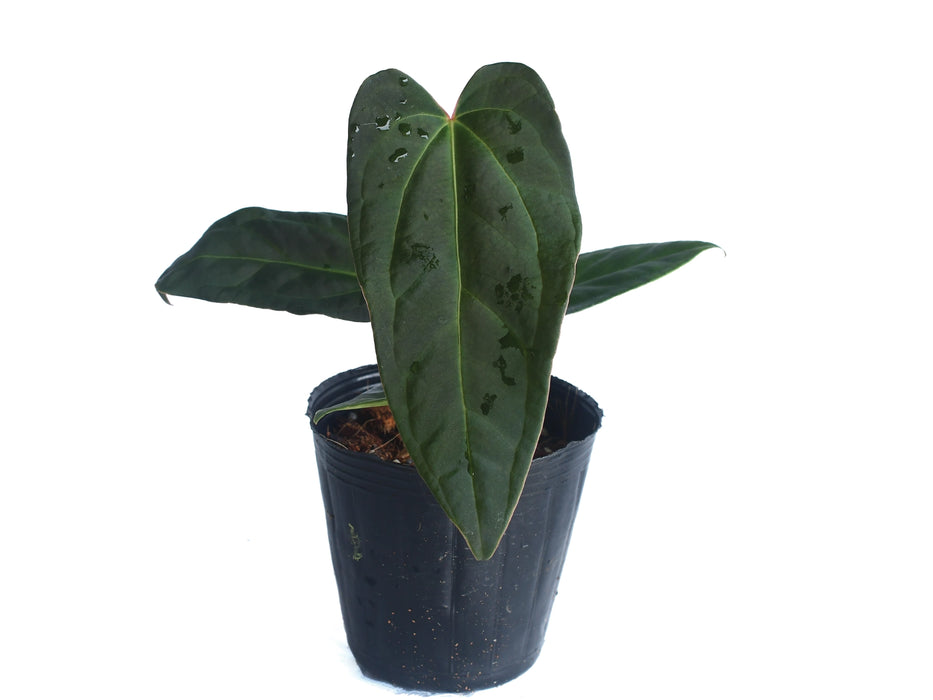 Anthurium Black Snake Soul