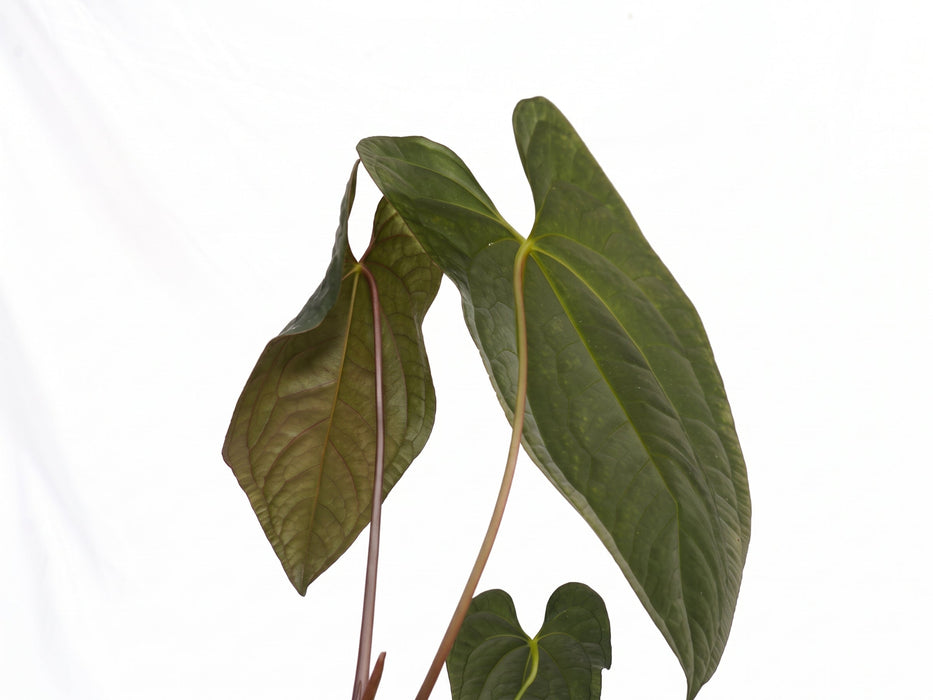 Anthurium Dark Lotus