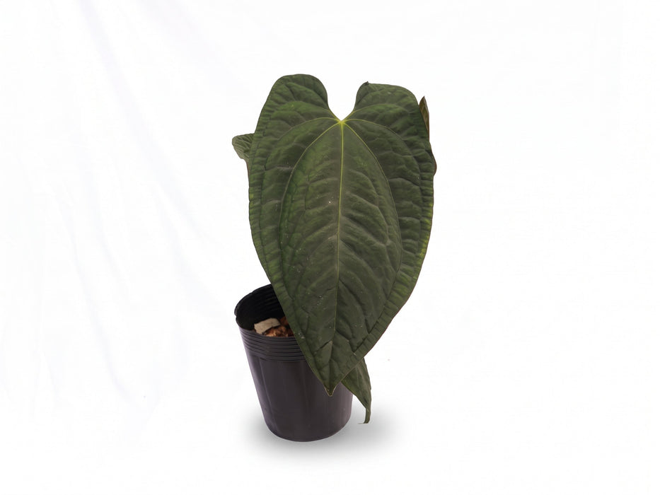 Anthurium Dark Lotus