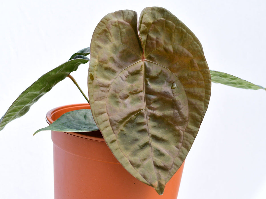 Anthurium David Portilla Dreams