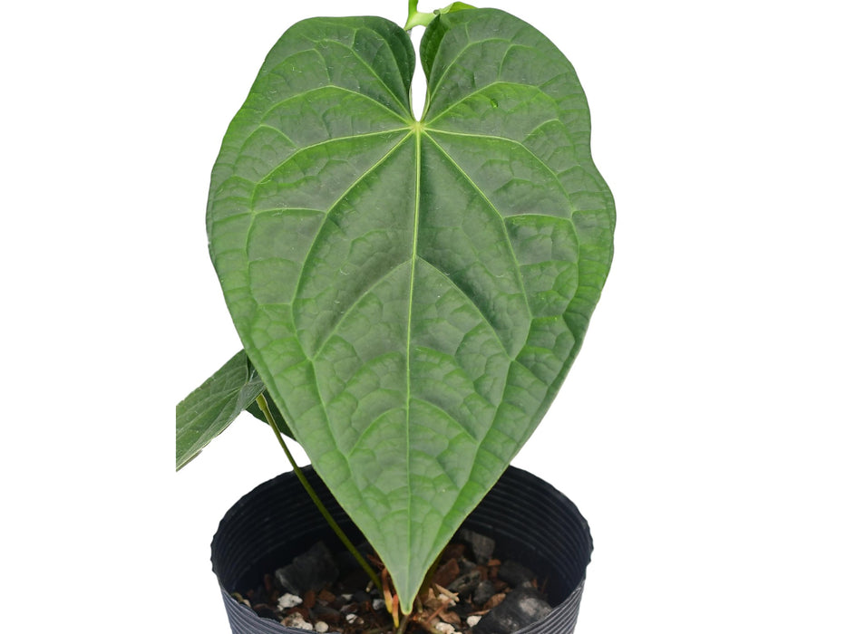 Anthurium David Portilla Dreams x Anthurium magnificum