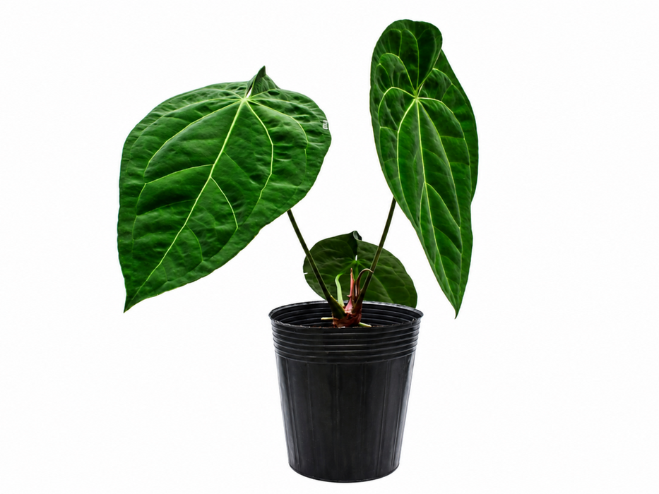 Anthurium Deborah Ward
