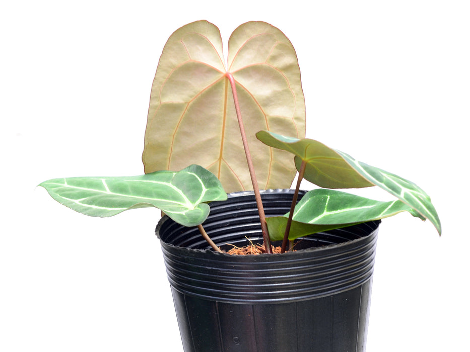 Anthurium Dr. Block F2 x NSE Red Crystal x (Anth. carlablackiae)