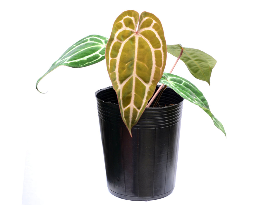 Anthurium Dr. Block F2 x NSE Red Crystal x (Anth. carlablackiae)