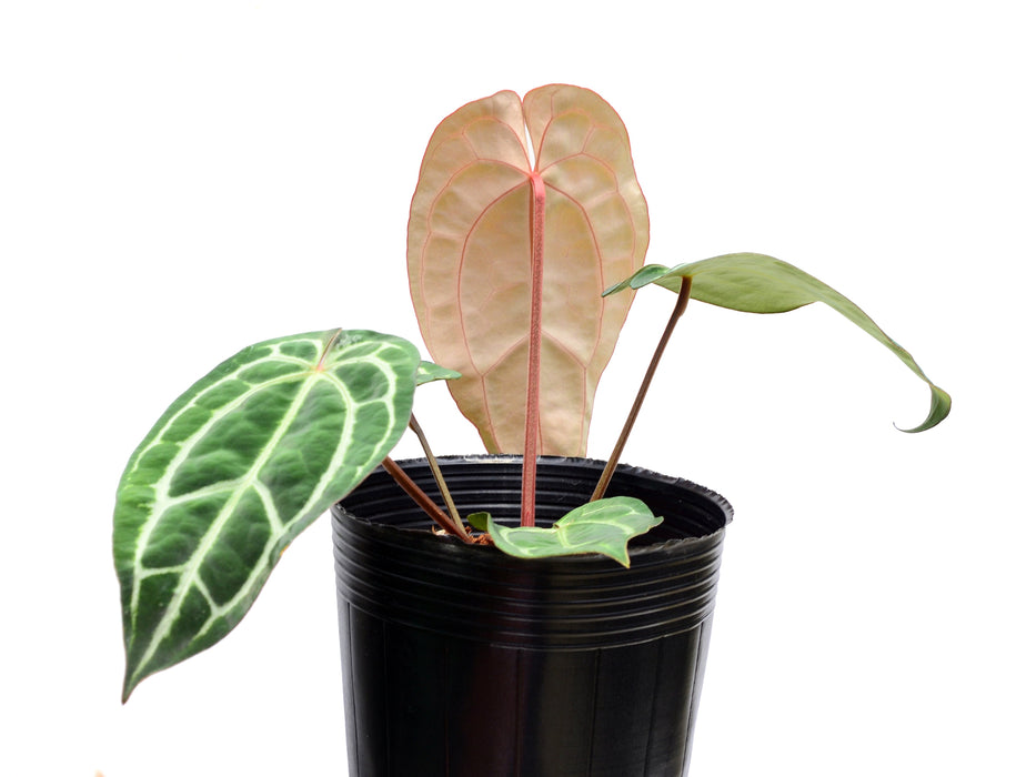 Anthurium Dr. Block F2 x NSE Red Crystal x (Anth. carlablackiae)