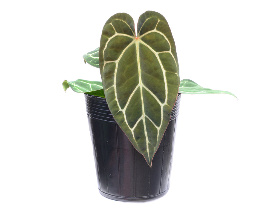 Anthurium Dr. Block F2 x NSE Red Crystal x (Anth. carlablackiae)