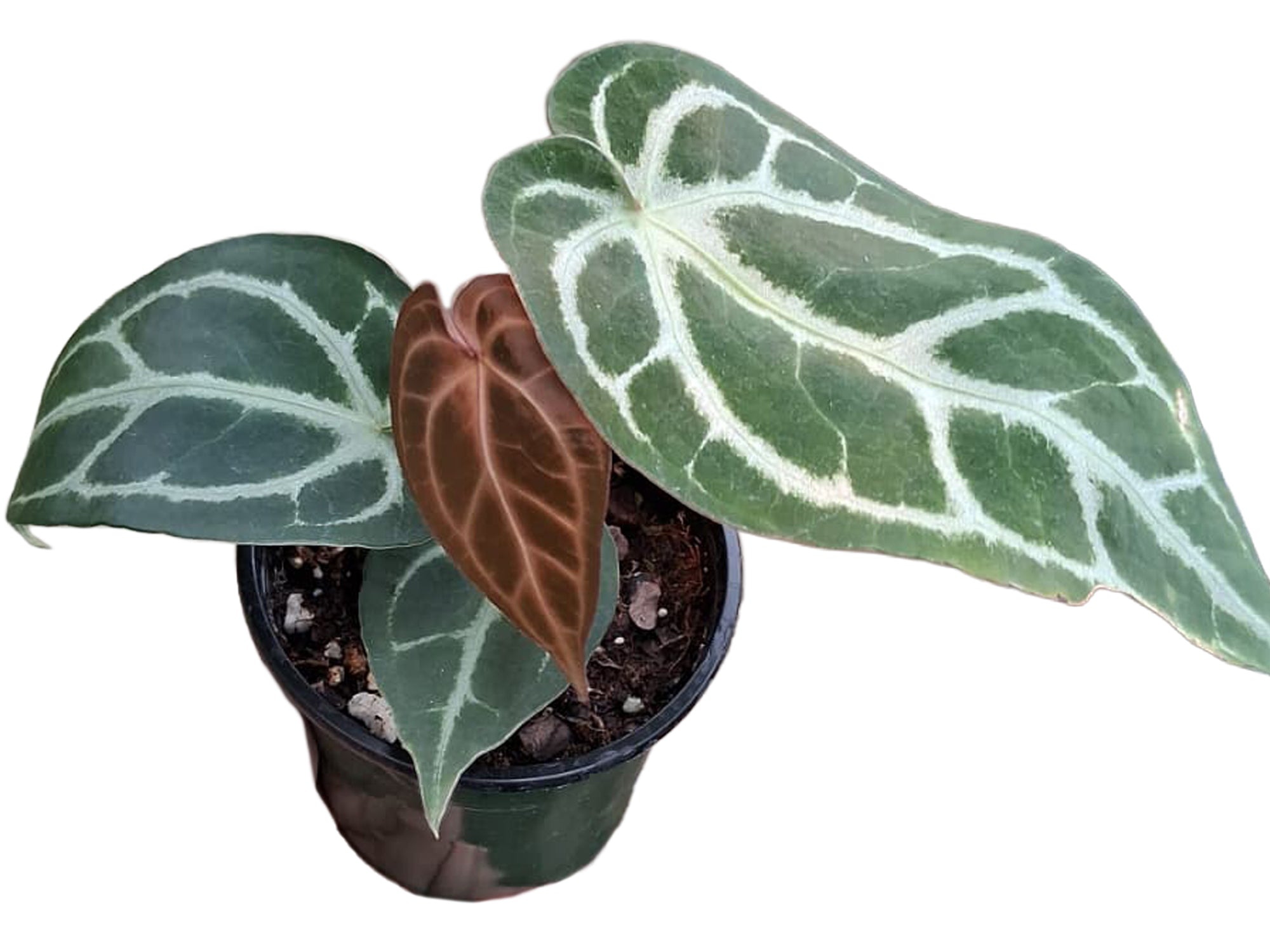 anthurium nse Anthurium Dr. Block x Red Crystal NSE x (Anth. Silver Blush) seedling —  Ecuagenera USA Corp