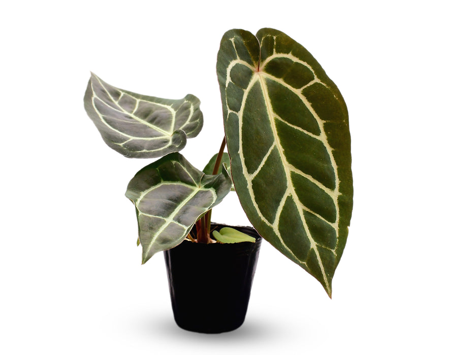 Anthurium Dr. Block x Red Crystal NSE x (Anth. carlablackiae)